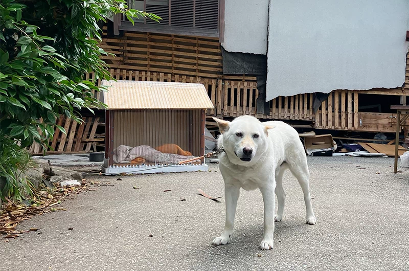 大徹さんの飼い犬ゴンちゃん（工房前にて）